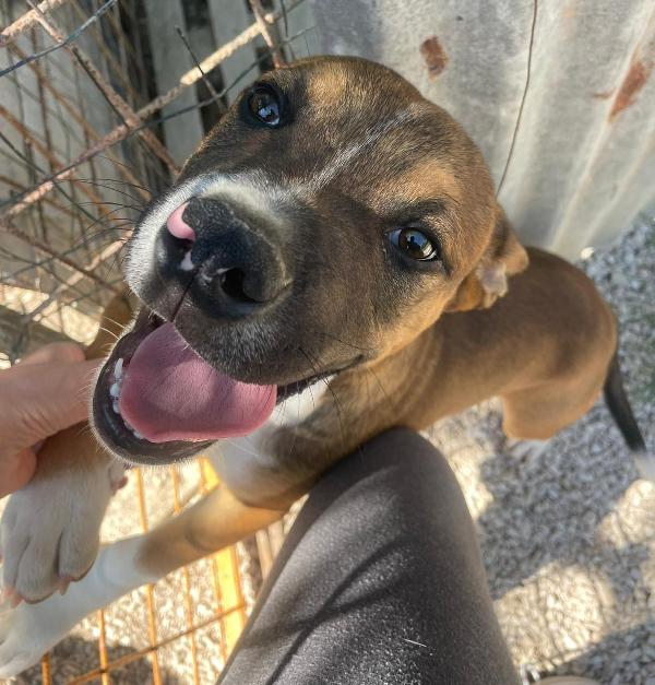 Lo Splendido Choco Aspetta Te